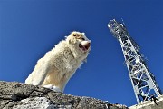 04 Taurus alla croce di vetta del Resegone (1875 m)